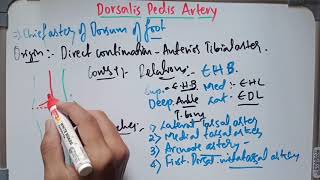 Anatomy of Dorsalis Pedis Artery l abhishekghoolibmcri [upl. by Dempsey753]