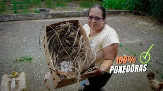 ¡Nidos para gallinas ponedoras hazlos y aumenta la producción 🥚✨ [upl. by Meli]