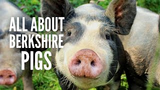 Berkshire Pigs All You Need to Know [upl. by Eilhsa]