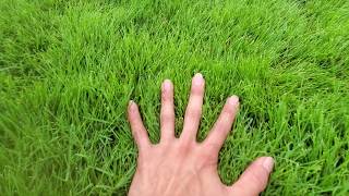 Emerald Zoysia Vs Bermuda Grass Pt 1 [upl. by Archambault]