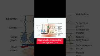 Cross section through the skin [upl. by Brieta21]