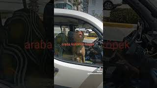 Araba kullanan bitbul cinsi köpek [upl. by Durwin245]