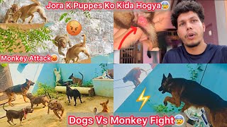 Dogs Or Monkeys Ki Kai Ghanto Tak Ladai Chali😰 Jora K Puppes Ki Halat Kharab Hogye😢Chot Lag Gye [upl. by Adnih]