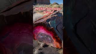 Petrified Forest Park in Arizona stone [upl. by Timothy345]