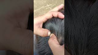 insects nomorelice satisfying hair lice animals hairlice piercing headlice [upl. by Dorrehs31]