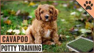 How To Potty Train A Cavapoo Puppy  Dog World [upl. by Boff]