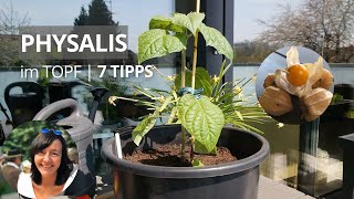 7 Tipps Physalis im Topf pflanzen  Physalis einpflanzen Topf  Physalis [upl. by Evelinn]