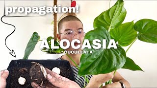 HOW TO PROPAGATE ALOCASIA CUCULLATA  HOW TO DIVIDESEPARATE CORRECTLY [upl. by Ecnedac]