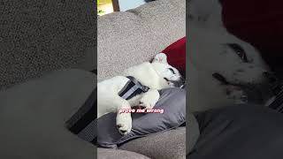 laziest dog ever dog cuteanimals puppy cutedogs [upl. by Yartnoed464]