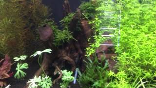 Comment faire une décoration Aquarium  Hardscape  Partie [upl. by Madelina]