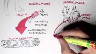 Myology  Introduction Skeletal Cardiac Smooth Muscles [upl. by Warthman546]