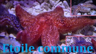 Asterias rubens  Linnaeus 1758 HD Étoile de mer commune  Aquarium de Paris  012015 [upl. by Ube]