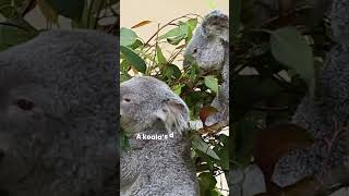 Why Koalas are The Dumbest Animals 🐨 Dumb Koala Facts animalfact 1minutevideo [upl. by Henig]