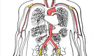 Thrombosis  Harmful Blood Clotting [upl. by Standley]