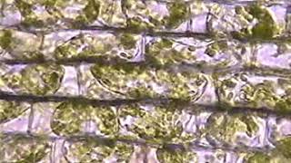 Plasmolysis of Elodea cells [upl. by Amuwkuhc]