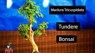 Tundere Bonsai  Maclura Tricuspidata cum se tunde un bonsai  iun 2021 [upl. by Sldney]