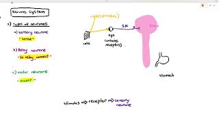 152 Structure of the Nervous System Cambridge AS A Level Biology 9700 [upl. by Melly]