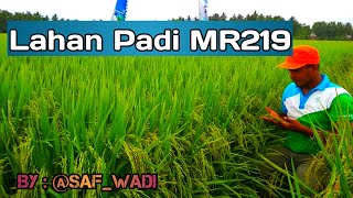 Lahan Padi MR219  Benih Terpopuler Di Petengahan 2019 [upl. by Jolanta680]