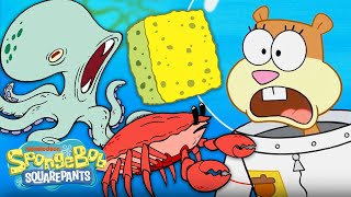 SpongeBob Characters Become Real Animals 🐟 Feral Friends  SpongeBob [upl. by Haimaj]