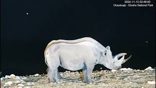 Famous Okaukuejo Resort Waterhole Black Rhinos Pincer Mom and her calf [upl. by Dianemarie]