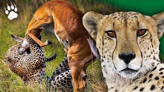 Survie en SAVANE  Les Techniques Sensorielles Étonnantes des Animaux 🦁  Documentaire  AMP [upl. by Atsillak579]