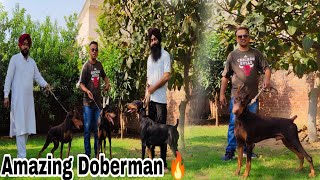 Dont buy doberman without watching these facts 😱 Amazing Doberman kennel in India [upl. by Alsi]