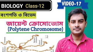 Giant Chromosome  Polytene Chromosome in Bengali ll claaa12 ll Biology in Bengali [upl. by Nashbar]