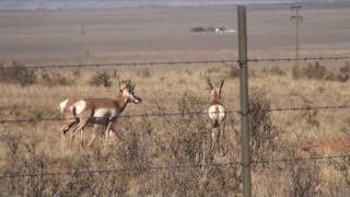 Pronghorn  Berrendo o Antilope Americano Antilocapra americana [upl. by Sousa]