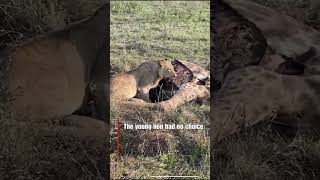 Grown Male Lion Shows Who’s Boss Over Giraffe Kill wildlife animals lion shorts [upl. by Ignacio]