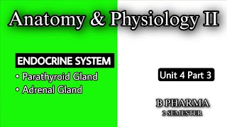 PARATHYROID GLAND  ADRENAL GLAND  ANATOMY amp PHYSIOLOGY  ENDOCRINE SYSTEM  U4  HAP2  B PHARMA [upl. by Nakeber710]