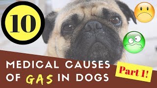 10 Medical Causes of Gas in Dogs Part 1 [upl. by Dryden]