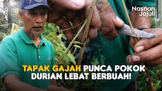 Teknik Tapak Gajah Anak Benih Durian Yang Banyak Kelebihan [upl. by Garv539]