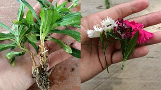 How to grow dianthus from cuttings  dianthus plant care  dianthus cuttings  dianthus Propagation [upl. by Saxela]