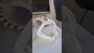 Fish FANGS 🦇 Super sharp fish teeth teeth fangs fish fishing spearfishing scary ocean [upl. by Hamo]