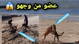 برجي ألموا كان غادي يقتل مالينوا 😱🐕 [upl. by Oscar]