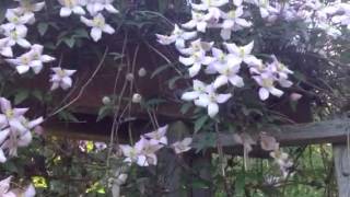 Clematis Montana [upl. by Dickie24]