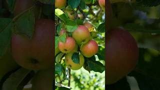 Ontarios McIntosh Apples DYK [upl. by Aelanej359]