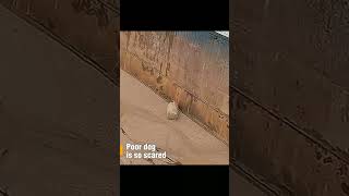 Lady saves the dog doglovers dog animals animallover animallove doglover doglove shortsfeed [upl. by Ernaldus]