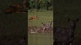 Wilddogs hunting Sambar deer calf wilddogs wilddog hunting hunter sambardeer deer wildlife [upl. by Duong924]