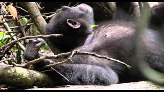 Chimpancés Hora de la siesta  Disneynature [upl. by Molli]