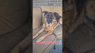 well what branch were you German Shepherd GSD 👈🪖🐶new shorts ytshorts viral viralshorts [upl. by Acyre]