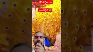 Beautiful 🦚 peacock birds peacocking love peacful parrot beautiful natrual comedy gyan [upl. by Airtemad]