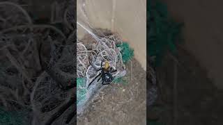 Latrodectus menavodi feeding widow latrodectus alesti [upl. by Boleslaw]