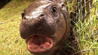 Get up close up to our baby pygmy hippo [upl. by Regnig]