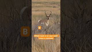 Shoot or Pass Hunting Antelope shorts [upl. by Phip]