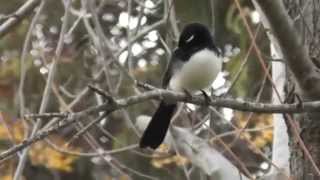 Lazarus Tembo Kola Wagtail Zambia Music [upl. by Iruj]