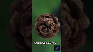 Pinus cone opening biology botany nature gymnosperm [upl. by Leiad]