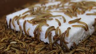 mealworms eating styrofoam [upl. by Maighdiln]