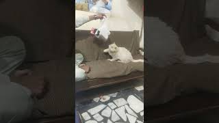 Moto playing vet cats catlover vetlovers cats kitten veternarian [upl. by Chien]