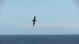 Pétrel géant Macronectes giganteus Southern Giant Petrel [upl. by Cindra]